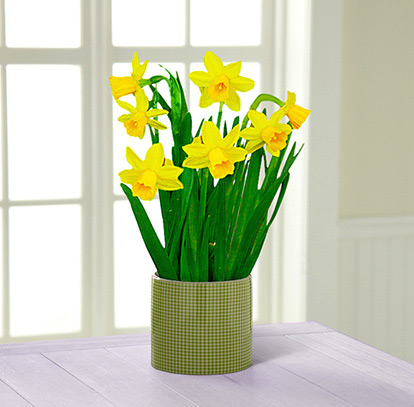 - Bring on Spring Daffodil Plant