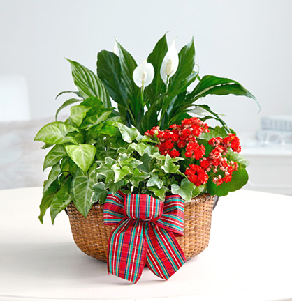 - Merry and Bright Holiday Dish Garden