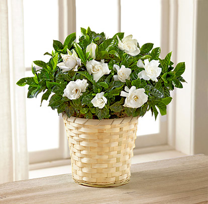 - Nothing But Love Gardenia Plant