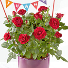 Thankful Moments Mini Rose Plant