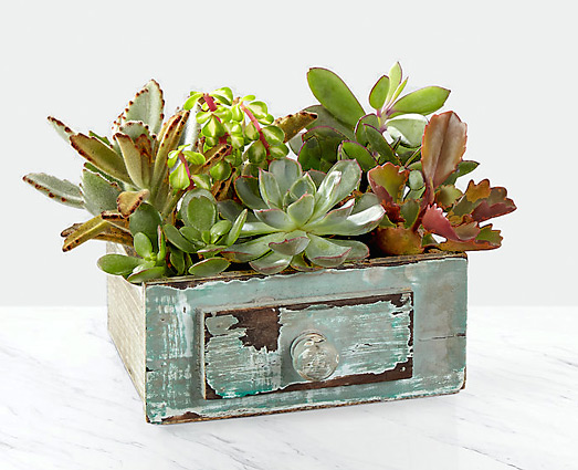 - Perfect Vision Succulent Windowbox