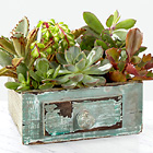 Perfect Vision Succulent Windowbox