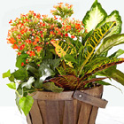 Harvest Delight Planter Basket