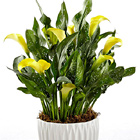 Sun Spot Calla Lily Plant