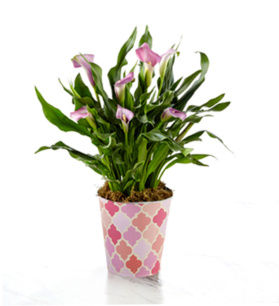 - Potted Pink Calla Lily Plant