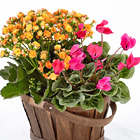 Flowering Spring Plant Duo