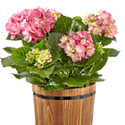 Vintage Vibes Hydrangea Plant