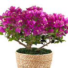 On the Bright Side 6.5-Inch Bougainvillea