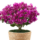 On the Bright Side 8-Inch Bougainvillea Plant