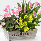 Come to My Garden Windowbox