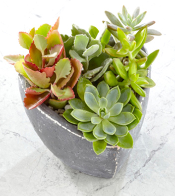 - Spread the Love Succulent Garden