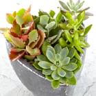 Spread the Love Succulent Garden