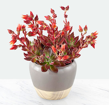 - Crimson Burst Succulent Planter