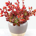 Crimson Burst Succulent Planter