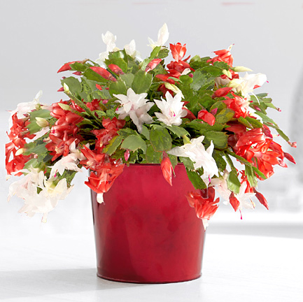 - Red & White Christmas Cactus