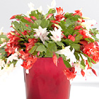 Red & White Christmas Cactus