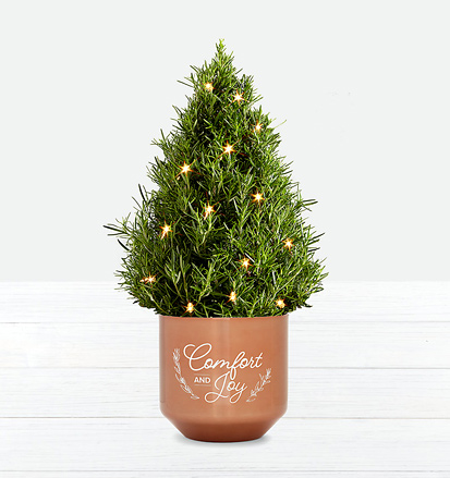 - Comfort and Joy Rosemary Tree