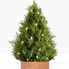 Comfort and Joy Rosemary Tree