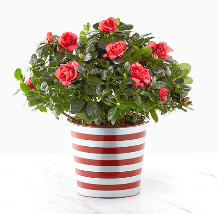 - Crimson Cheer Azalea Plant