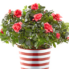 Crimson Cheer Azalea Plant