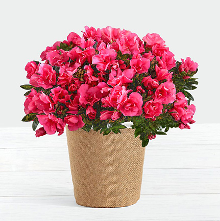 - Hot Pink Azalea Plant
