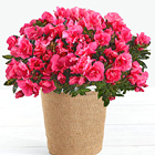 Hot Pink Azalea Plant