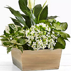 Peaceful White Garden Planter