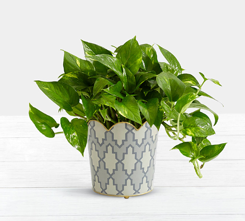 - Golden Pothos Tabletop Plant