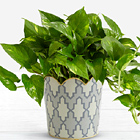 Golden Pothos Tabletop Plant