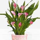 Potted Pink Calla Lily