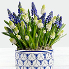 Blue and White Muscari Bulb Garden
