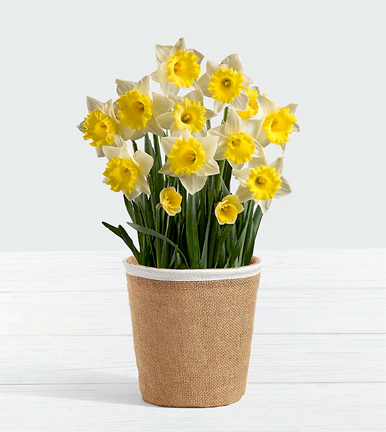 - Daffodil Attraction Bulb Garden