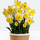 Daffodil Attraction Bulb Garden