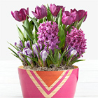 Fragrant Purple Bulb Garden
