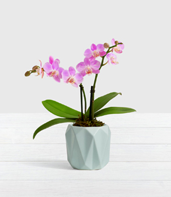 - Pink Mini Orchid Plant