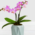 Pink Mini Orchid Plant