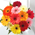 Colorful World Gerbera Daisy Bouquet