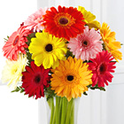 Colorful World Gerbera Daisies with Vase