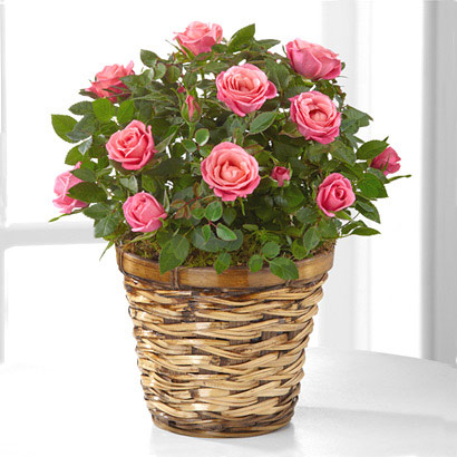 - Blushing Views Mini Rose Plant