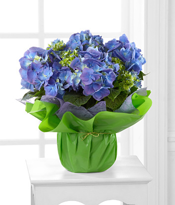 - Blue Beauty Hydrangea
