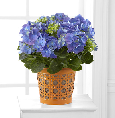 - Blue Beauty Hydrangea in Basket