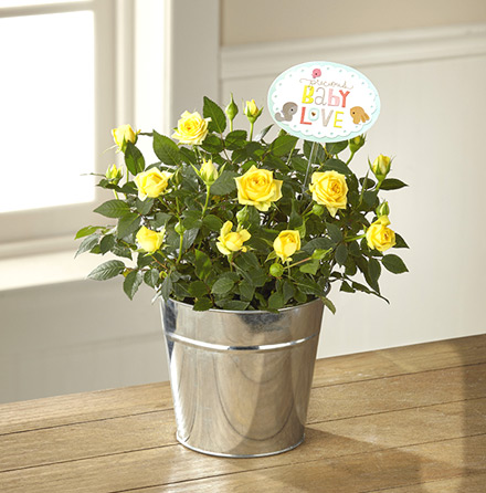 - FTD® Precious Baby Mini Rose Plant