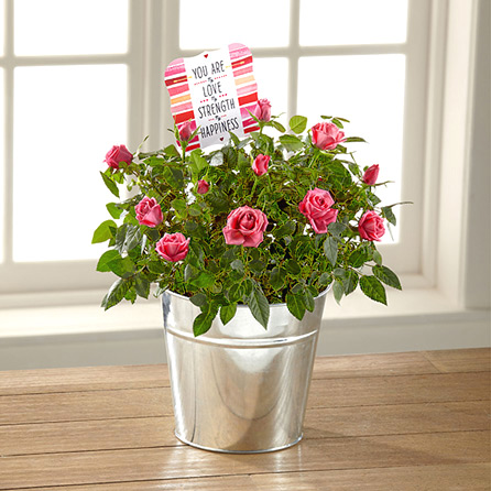 - FTD® You Are My Love Mini Rose Plant
