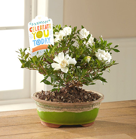 - FTD® Celebrate You Gardenia Bonsai