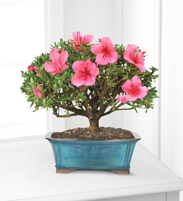 - Blooming Azalea Bonsai (8-inch)