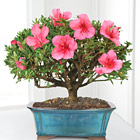 Blooming Azalea Bonsai (8-inch)