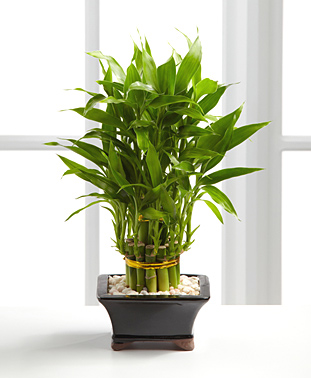 - Double Lucky Pyramid Bamboo