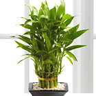 Double Lucky Pyramid Bamboo