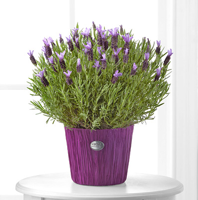 - FTD® Soothing Lavender Plant