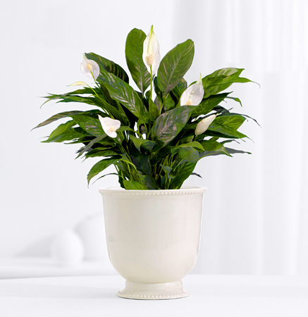 - Serene Peace Lily Plant